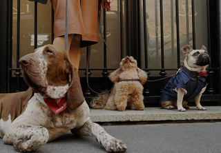 Three dogs outside a storefront with a person in leather attire holding their leashes: a large Bracco Italiano with brown and white markings lying in the foreground wearing a red bandana, a small apricot-colored poodle sitting in the middle, and a French Bulldog wearing a denim jacket and red bandana sitting on the right