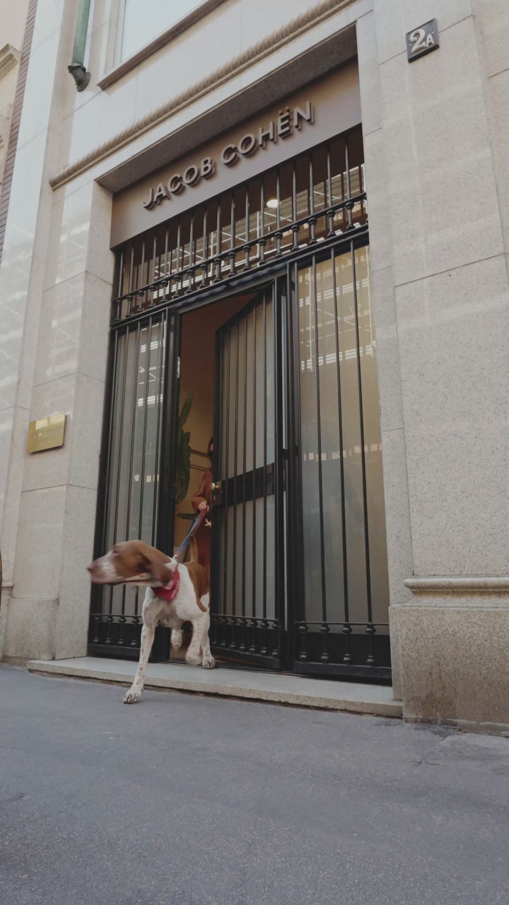 Video showcasing dog clothing and accessories, filmed on the streets of Milan and in a park. Featured looks include a French Bulldog wearing a blue coat with a red polka-dot bandana, alongside a toy poodle and an Italian Pointer (Bracco Italiano) dog, shown with a woman in an urban park setting with lush green trees.